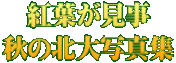 紅葉が見事 秋の北大写真集